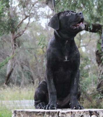 ankc fci pedigree Cane Corso female available for sale